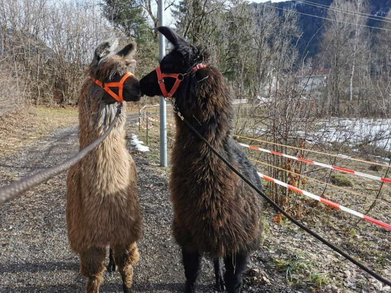 lamas2